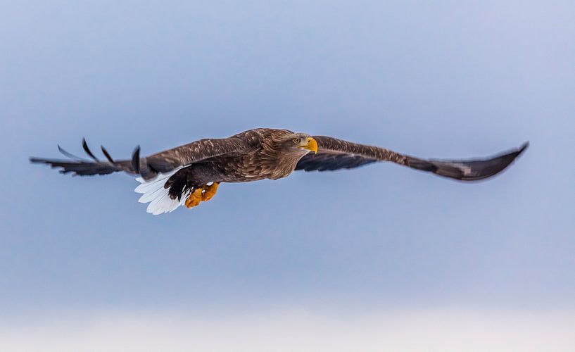 Weißschwanz-Seeadler von Paul de Roos