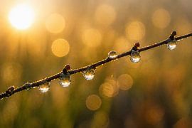 Natur Wandbild Zweig mit Tautropfen im warmen Licht – Ruhige Makrofotografie mit goldenem Bokeh von Fototante
