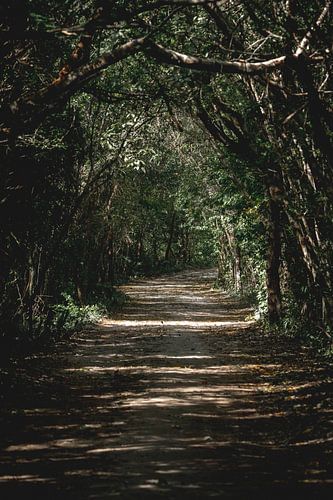 Geheime Paden Verborgen Natuurschoon
