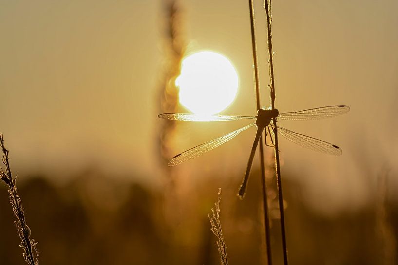 Enjoying the last sunrays by Esther van Dijk