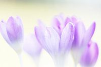 Crocuses