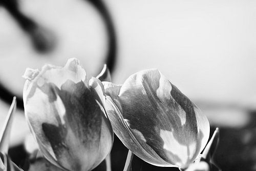 Tulpen  en fiets in Amsterdam