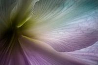 Abstract colourful flower