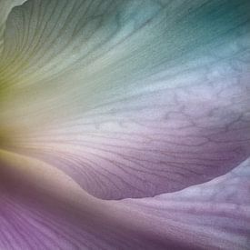 Abstract colourful flower by Johannes Schotanus