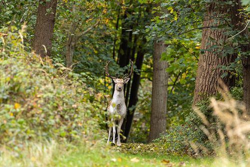 Onverwachte ontmoeting na een vlucht uit de drukte