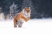 Sibirischer Tiger im Schnee
