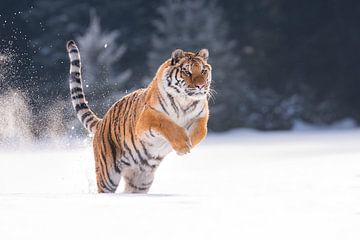 Siberische Tijger in de sneeuw