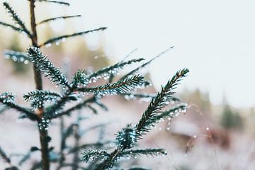 Kerstboom in de vroege morgen (Noorwegen) van Jessie Jansen