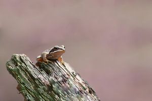 Brauner Frosch auf einem Stück Holz von Bas Mandos