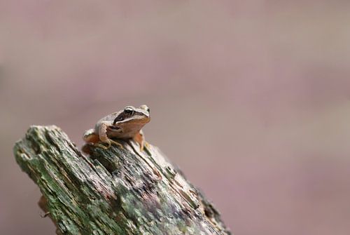 Grenouille brune sur un morceau de bois