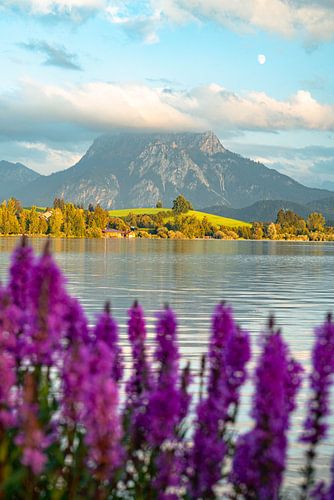 Bloemrijk uitzicht over de Hopensee naar de Säuling berg