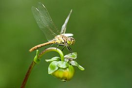 Heidelibel rouge brique sur fleur sur Jeroen Stel