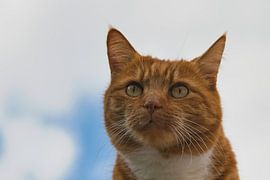 Zoals katten kijken kunnen van Jolanda de Jong-Jansen