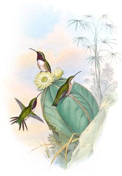Mooie houten ster, John Gould van Hummingbirds