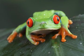 Red-Eyed Tree Frog (Agalychnis callidryas) by Ronald Pol
