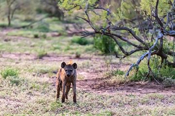 Afrikaanse hyena van Britta Kärcher