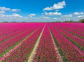 Roze tulpen bloeiend in een veld van bloemen tijdens de lente van Sjoerd van der Wal Fotografie thumbnail