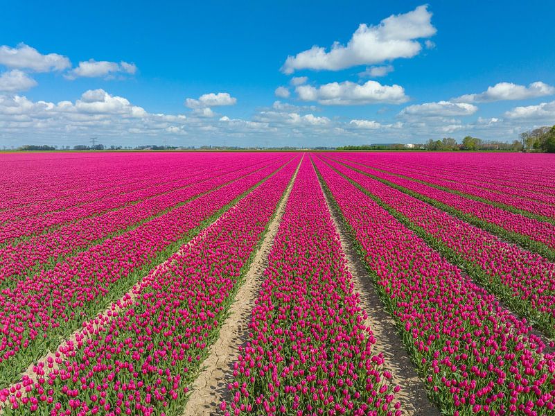 Roze tulpen bloeiend in een veld van bloemen tijdens de lente van Sjoerd van der Wal Fotografie
