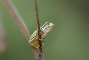 Laubfrosch hält sich mit seinen Saugnäpfen fest von Ans Bastiaanssen