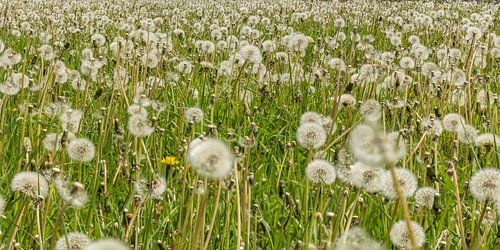 Uitgebloeide paardenbloemen(Taraxacum officinale)