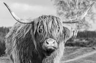 Schotse hooglander op de Bussumer heide van Ramon Van Gelder thumbnail