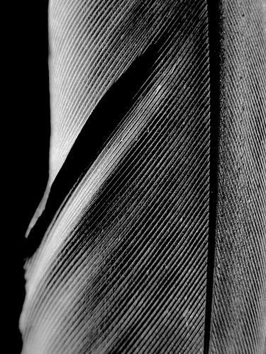 Abstracte Fotografie Veer