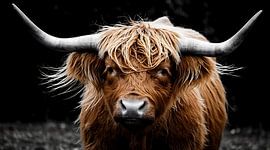 Tableau représentant une vache des Highlands, photographie animalière aux tons sombres et mélancoliques