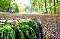 Herfst in het Haagsche bos van Jan Radstake thumbnail