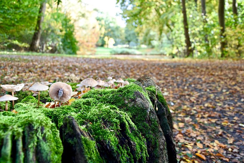 Herfst in het Haagsche bos van Jan Radstake