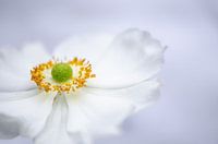 Wood anemone