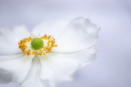 Wood anemone