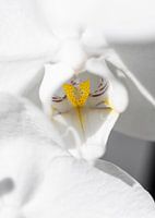 Orchidee