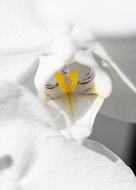 Orchidee van Robby Stifter