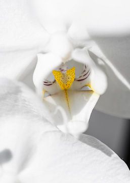 Orchidee van Robby Stifter