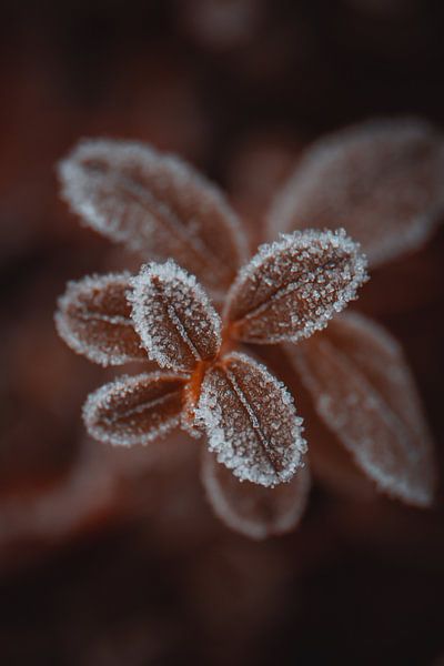 Sugar edges... by Roy IJpelaar