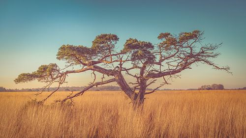 Fochteloërveen [Strahlender Wintertag I] von rosstek ®