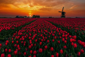 red tulips at seesaw mill by peterheinspictures