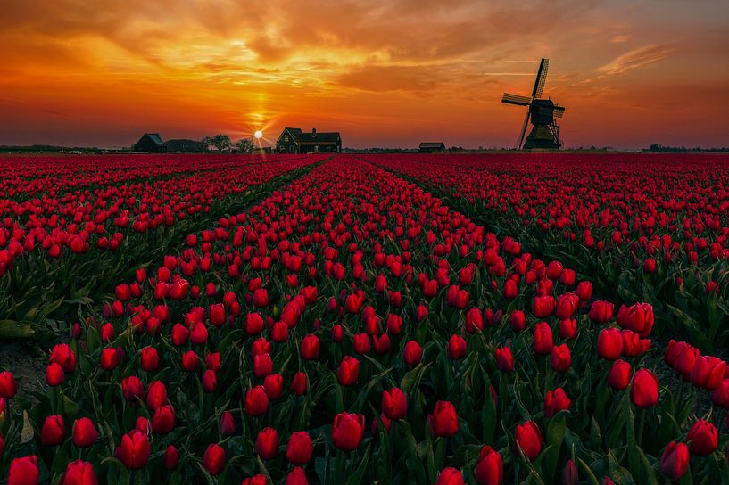 red tulips at seesaw mill by peterheinspictures
