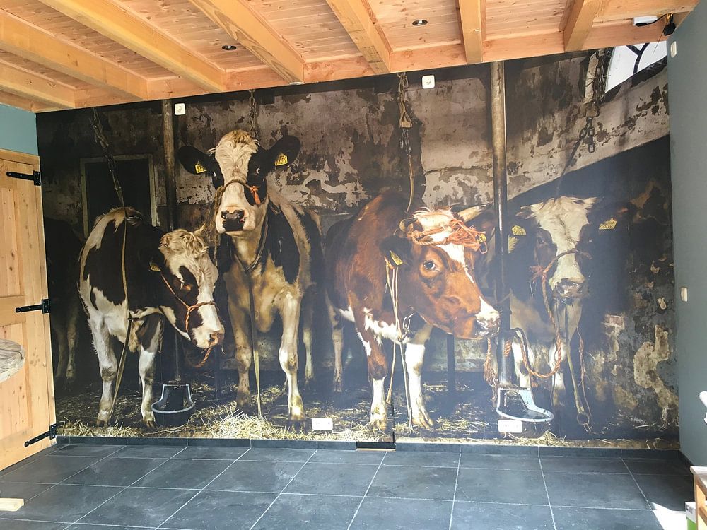 Koeien in oude koeienstal  van Inge Jansen 