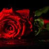 Single rose van Herbert Seiffert