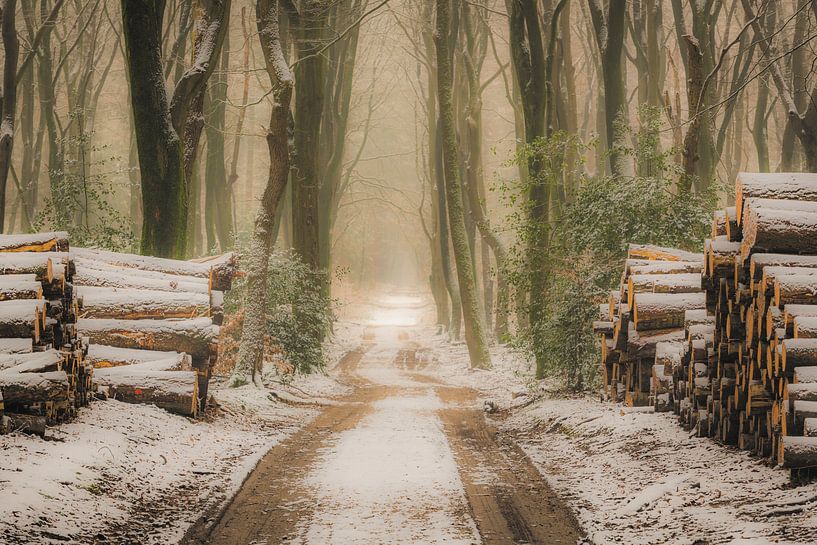 Pad door een beukenbos tijdens een mistige winterochtend van Sjoerd van der Wal Fotografie