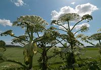 Giant hogweed