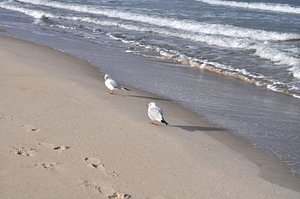 Möwen am Nordstrand in Göhren