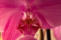 A pink orchid
