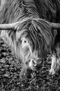 Gros plan sur les Highlander écossais sur Melissa Peltenburg