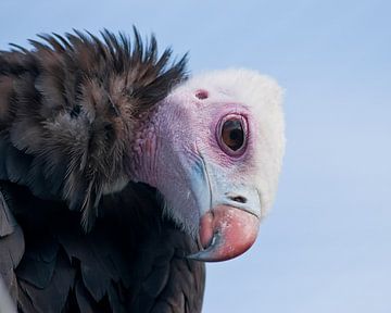 vautour à tête blanche : Zoo de Blijdorp sur Loek Lobel