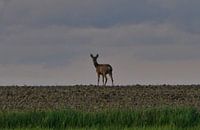 Kijk nooit achterom - herten aan de horizon