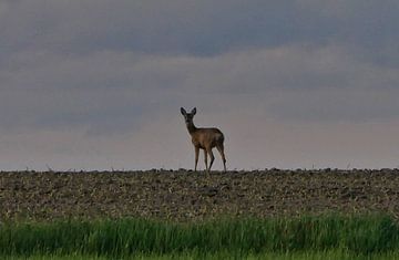 Ne regarde jamais en arrière - Biche à l'horizon sur TLPhotography