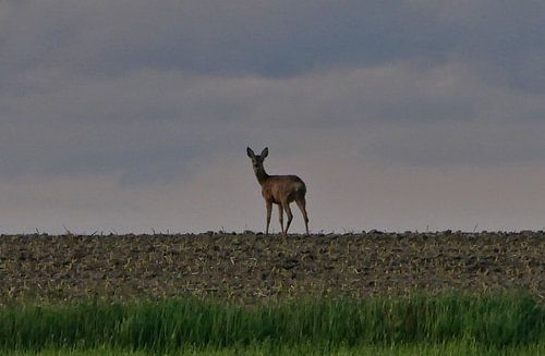 Ne regarde jamais en arrière - Biche à l'horizon