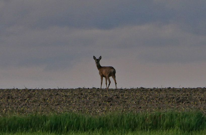 Kijk nooit achterom - herten aan de horizon van TLPhotography